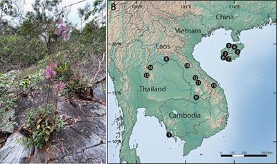 Exploring island syndromes: Variable matrix permeability in Phalaenopsis pulcherrima (Orchidaceae), a specialist lithophyte of tropical Asian inselbergs